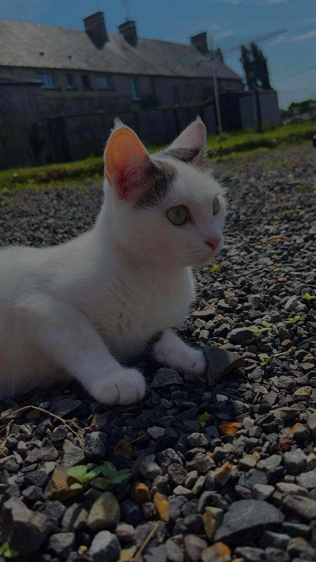 Mimi participe au concours pour gagner de l'argent avec cette photo : cat, white_cat, gray_patches, rocks, outdoor, grass, house, daylight, animal, pet, curious, ears, whiskers, nature, ground, small_rocks, sunlight, eyes, feline, resting