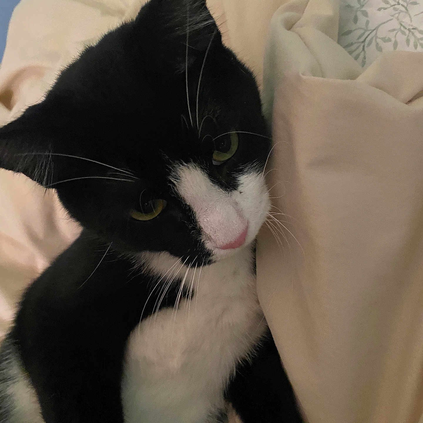 Millie is registered to the contest to win money with this photo: animal, black_and_white, blanket, cat, close_up, comfort, cozy, cute, domestic, feline, fur, green_eyes, indoor, laying, pet, portrait, resting, sleepy, soft, whiskers