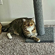 Louise is registered to the contest to win money with this photo: cat, tabby, pet, indoor, carpet, scratching_post, feline, animal, mammal, relaxed, resting, fur, whiskers, claws, domestic, cute, home, green_eyes, paws, texture