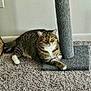 cat, tabby, pet, indoor, carpet, scratching_post, feline, animal, mammal, relaxed, resting, fur, whiskers, claws, domestic, cute, home, green_eyes, paws, texture