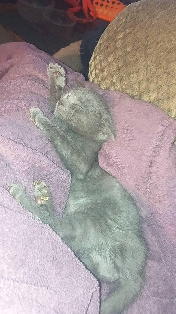 Diamond is registered to the contest to win money with this photo: art, carnivore, comfort, dog_breed, fawn, felidae, fur, gesture, grey, linens, nap, painting, paw, petal, sleep, small_to_medium_sized_cats, tail, visual_arts, whiskers, wool