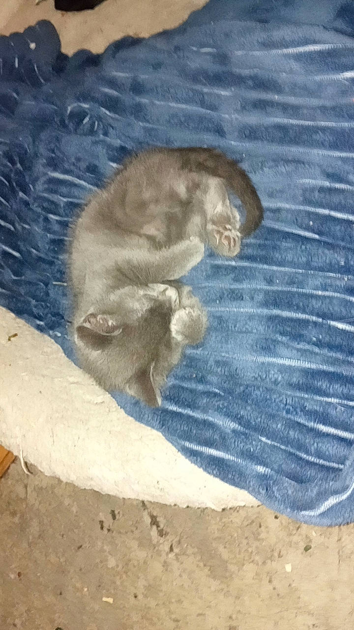 Diamond is registered to the contest to win money with this photo: _geese_and_swans, art, asphalt, canidae, carnivore, dog_breed, ducks, fawn, felidae, fur, road_surface, small_to_medium_sized_cats, snout, soil, sporting_group, tail, water, whiskers, wildlife, wood