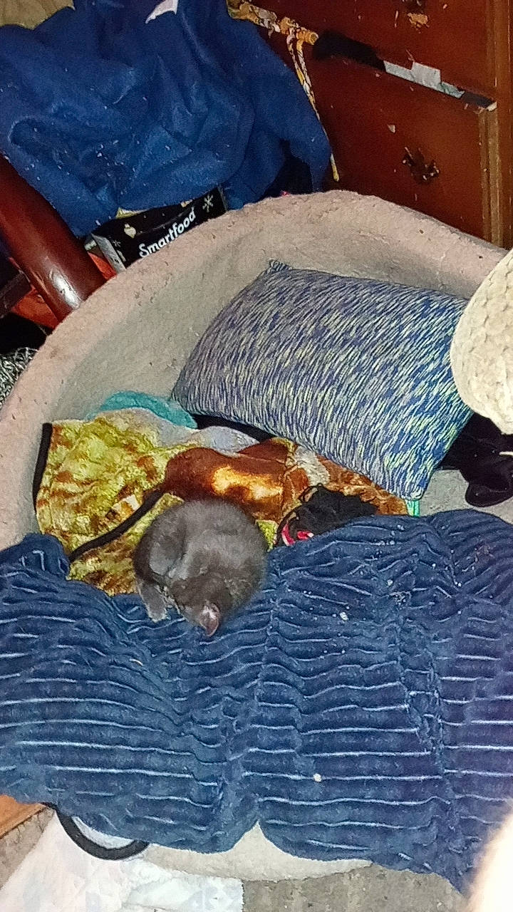 Diamond is registered to the contest to win money with this photo: bag, bed_sheet, bedding, blanket, carnivore, chair, comfort, companion_dog, dog_breed, felidae, fur, lap, linens, nap, small_to_medium_sized_cats, sporting_group, tail, textile, wood, wool