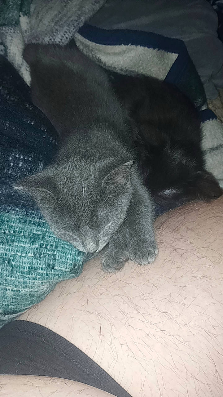 Diamond joined the competition — help win amazing prizes! black_cat, carnivore, cat, claw, comfort, dog_breed, domestic_short_haired_cat, electric_blue, felidae, fur, grey, human_leg, linens, nap, paw, russian_blue, small_to_medium_sized_cats, snout, tail, whiskers