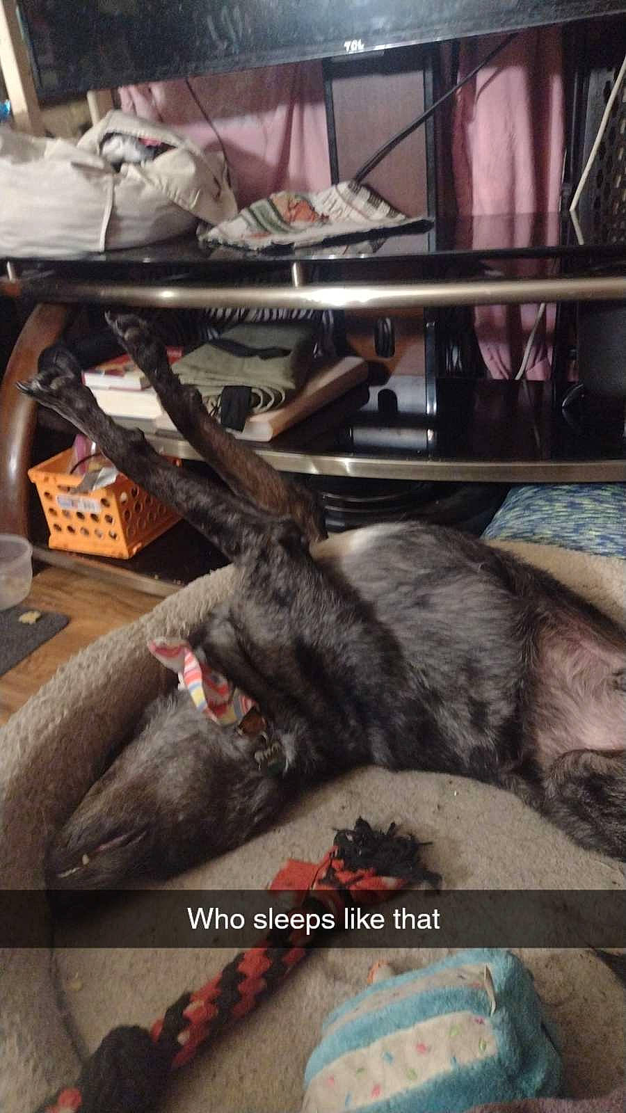 Gimli is registered to the contest to win money with this photo: canidae, carnivore, cat, claw, comfort, companion_dog, dog_breed, domestic_short_haired_cat, felidae, flooring, fur, metal, nap, paw, room, small_to_medium_sized_cats, sporting_group, tail, whiskers, wood