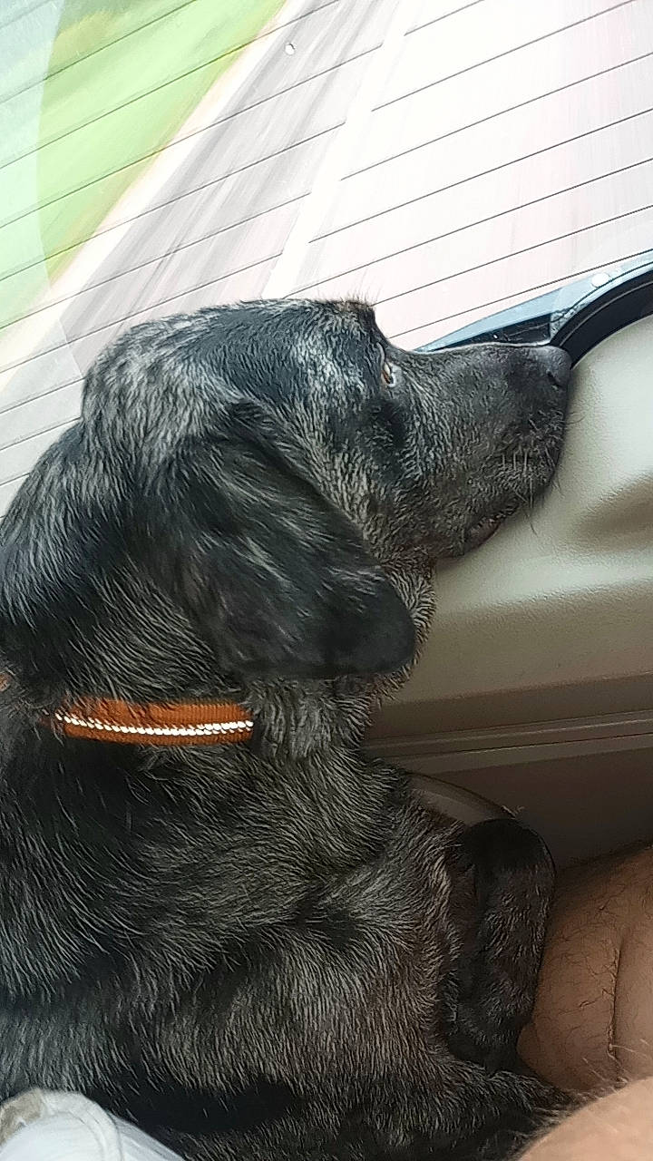 Gimli is registered to the contest to win money with this photo: borador, canidae, carnivore, collar, comfort, companion_dog, dog, dog_breed, dog_collar, fur, guard_dog, leash, liver, pet_supply, retriever, snout, sporting_group, tail, terrestrial_animal, working_animal