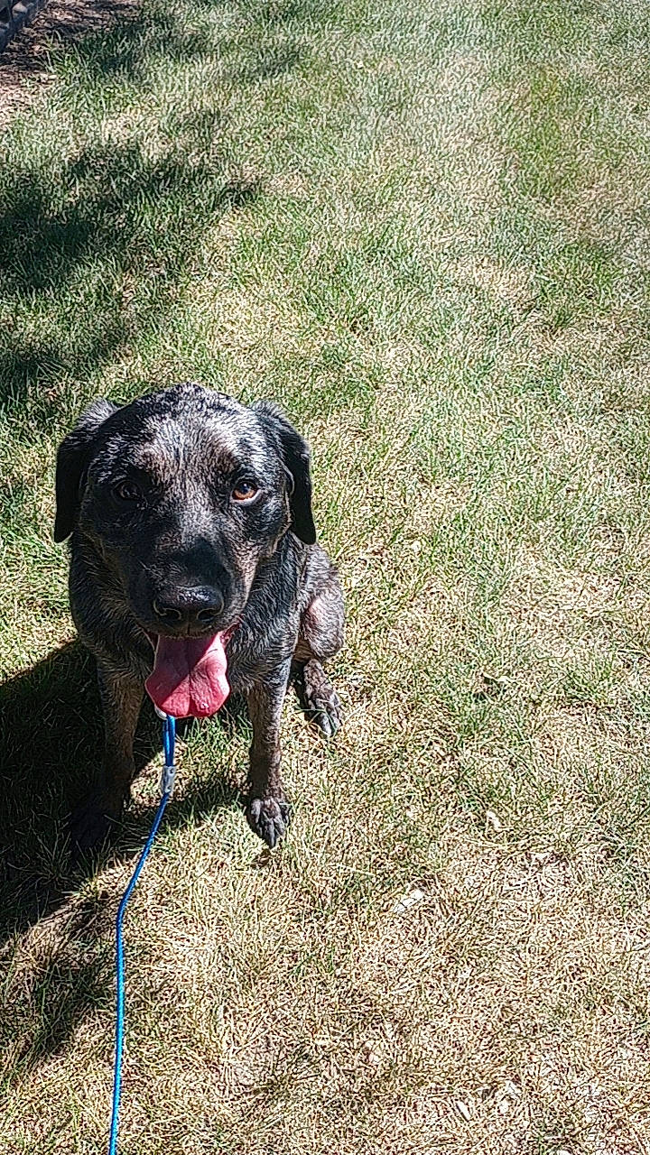 Gimli is registered to the contest to win money with this photo: borador, canidae, carnivore, collar, companion_dog, dog, dog_breed, dog_collar, fawn, grass, guard_dog, gun_dog, plant, pointing_breed, retriever, soil, tail, terrestrial_animal, working_animal, working_dog