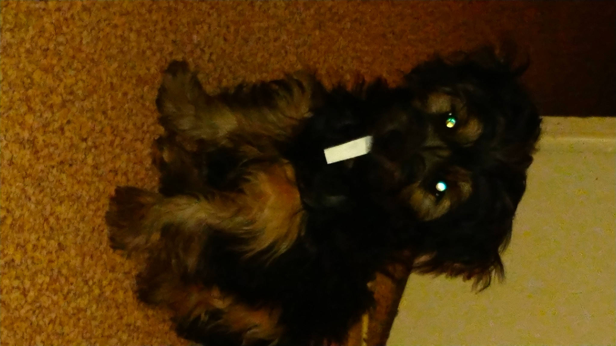 Riona a rejoint le concours — aidez-le/la à gagner de superbes lots ! canidae, carnivore, companion_dog, dog, dog_breed, dog_supply, fur, liver, paw, scottish_terrier, small_terrier, snout, sporting_group, tail, terrestrial_animal, terrier, toy_dog, water_dog, working_animal, yorkipoo