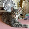 cat, gray_cat, white_markings, feline, pet, animal, portrait, looking_at_camera, yellow_eyes, whiskers, ears, lying_down, stretched_paw, indoors, jewelry_shop, necklaces, earrings, display_wall, desk, fan