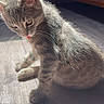 cat, kitten, gray_cat, sitting, tongue_out, sunbeam, indoors, floor, wood_floor, shadow, fur, whiskers, ears, eyes, pet, animal, cozy, bedroom, natural_light, portrait