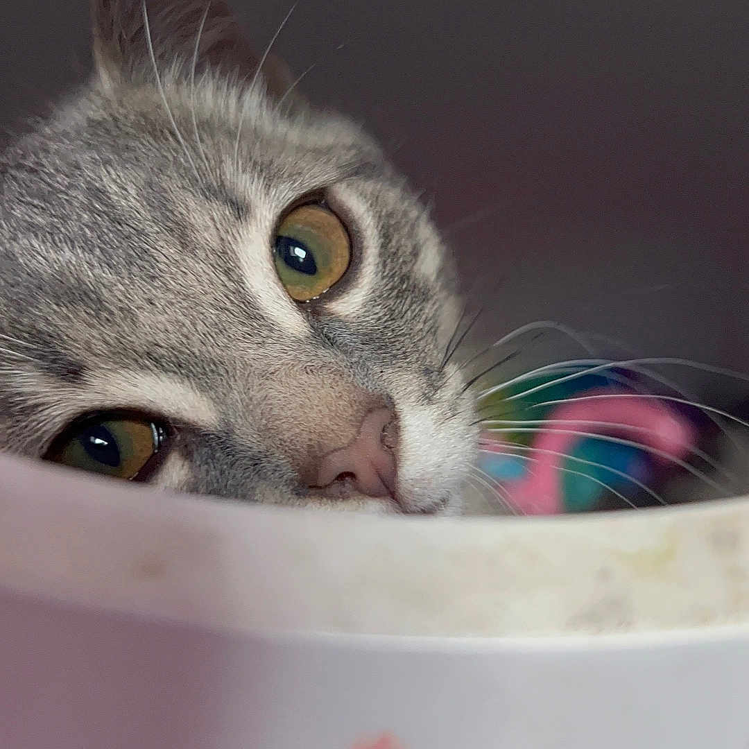 Cookie participe au concours pour gagner de l'argent avec cette photo : cat, gray_cat, pet, animal, feline, close_up, face, eyes, whiskers, nose, ears, fur, portrait, curious, wide_eyed, indoor, container, plastic, colorful, funny