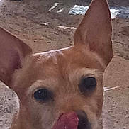 Chewy is registered to the contest to win money with this photo: dog, animal, close_up, tongue, ear, pet, muzzle, outdoor, face, canine, licking, fur, brown, snout, expression, portrait, looking, cute, pet_portrait, focus