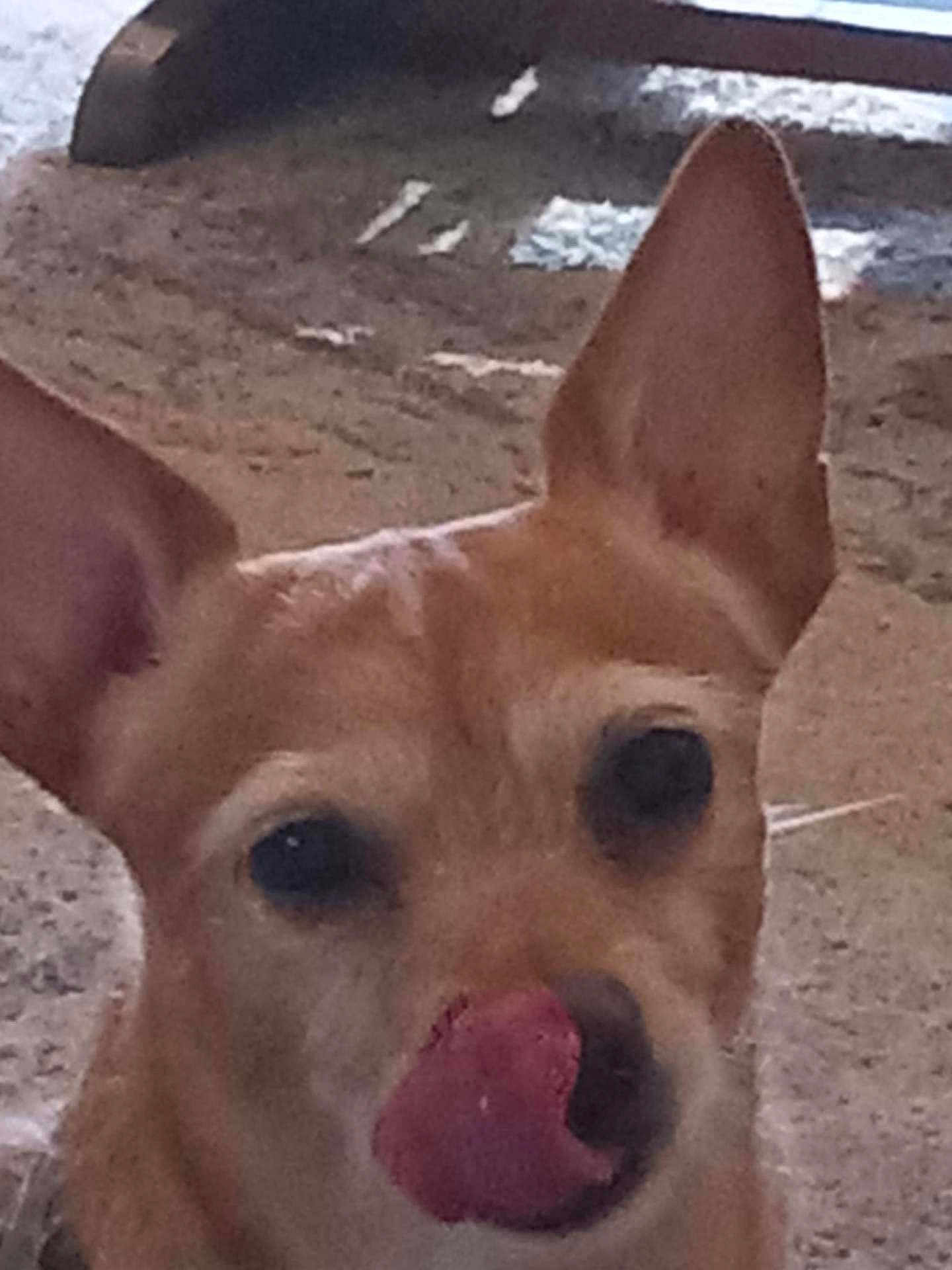 Chewy is registered to the contest to win money with this photo: dog, animal, close_up, tongue, ear, pet, muzzle, outdoor, face, canine, licking, fur, brown, snout, expression, portrait, looking, cute, pet_portrait, focus