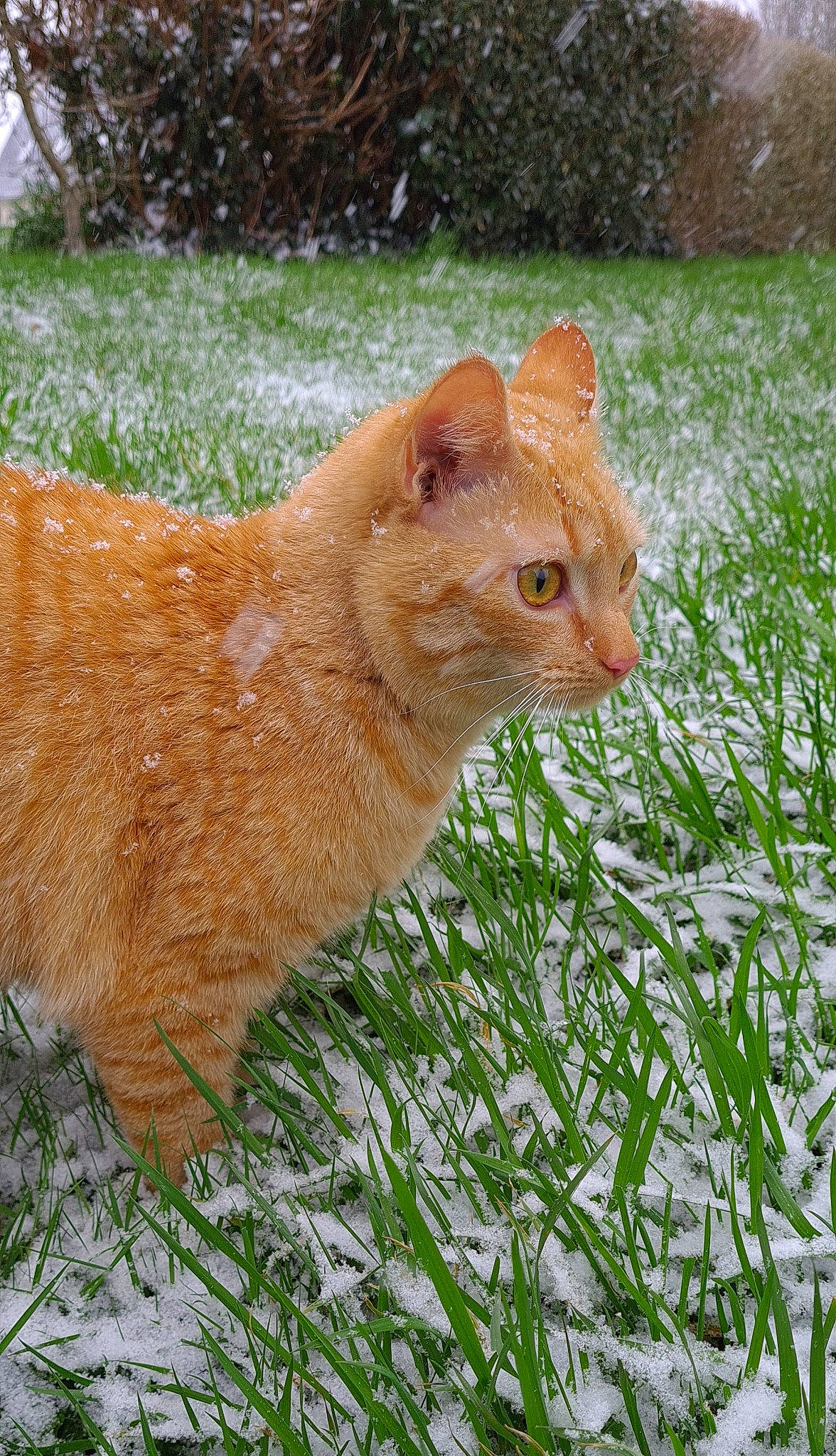 Roocky participe au concours pour gagner de l'argent avec cette photo : canidae, carnivore, cat, domestic_short_haired_cat, eye, fawn, felidae, fur, grass, groundcover, hair, head, plant, small_to_medium_sized_cats, snout, tail, terrestrial_animal, whiskers, wildlife, window