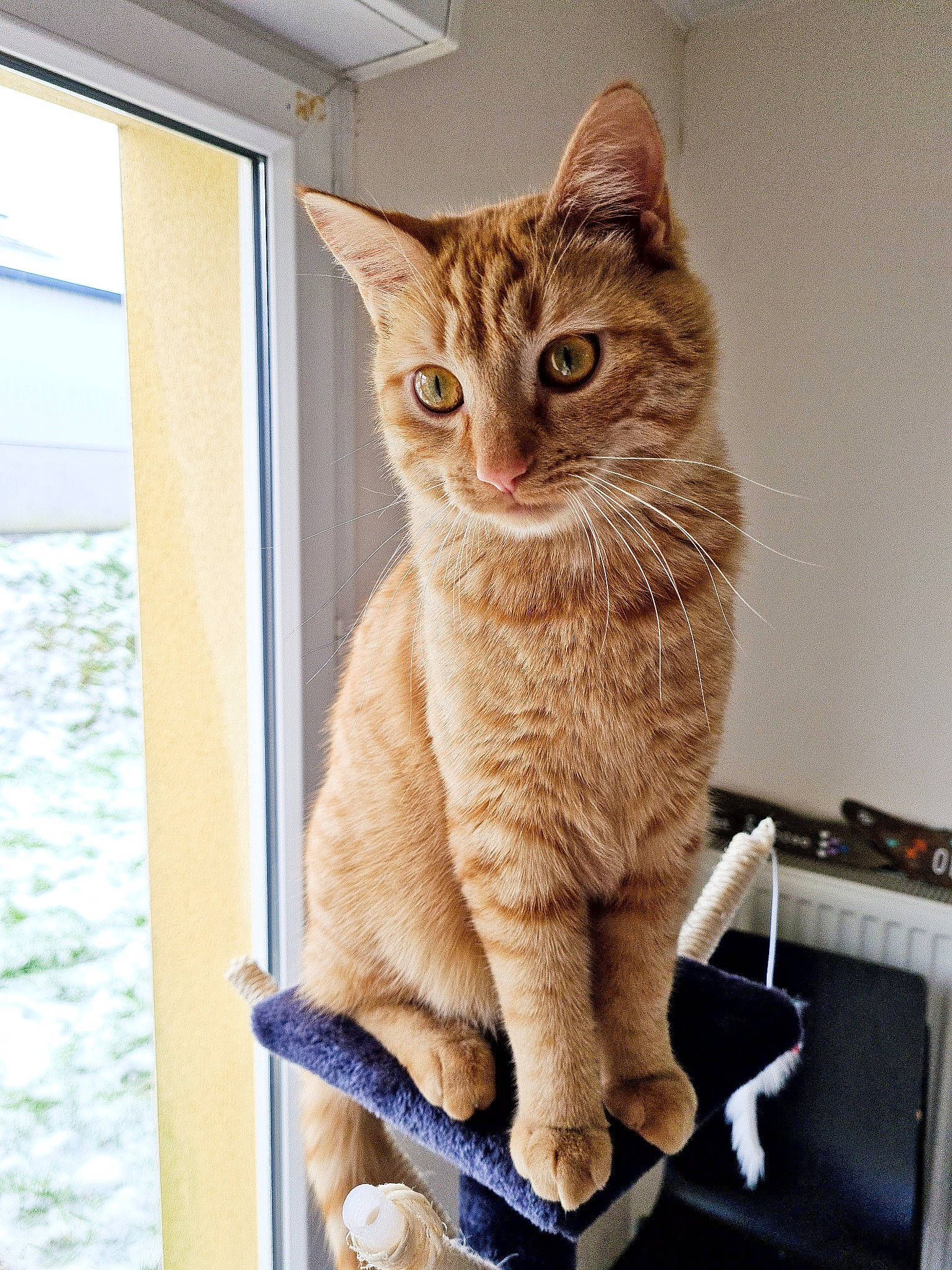 Roocky a rejoint le concours — aidez-le/la à gagner de superbes lots ! carnivore, cat, claw, domestic_short_haired_cat, door, eye, fawn, felidae, foot, fur, gesture, paw, photo_caption, sitting, small_to_medium_sized_cats, snout, tail, whiskers, window, wood