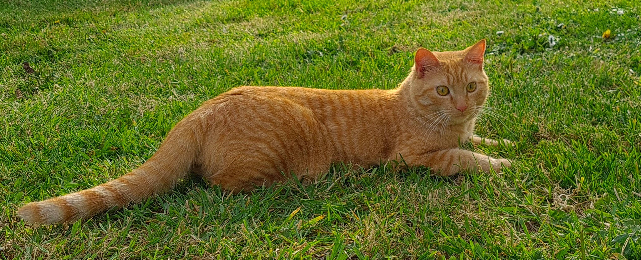 Roocky participe au concours pour gagner de l'argent avec cette photo : carnivore, cat, coquelicot, domestic_short_haired_cat, fawn, felidae, fur, grass, grassland, groundcover, natural_landscape, pasture, plant, prairie, small_to_medium_sized_cats, snout, tail, terrestrial_animal, whiskers, wildlife