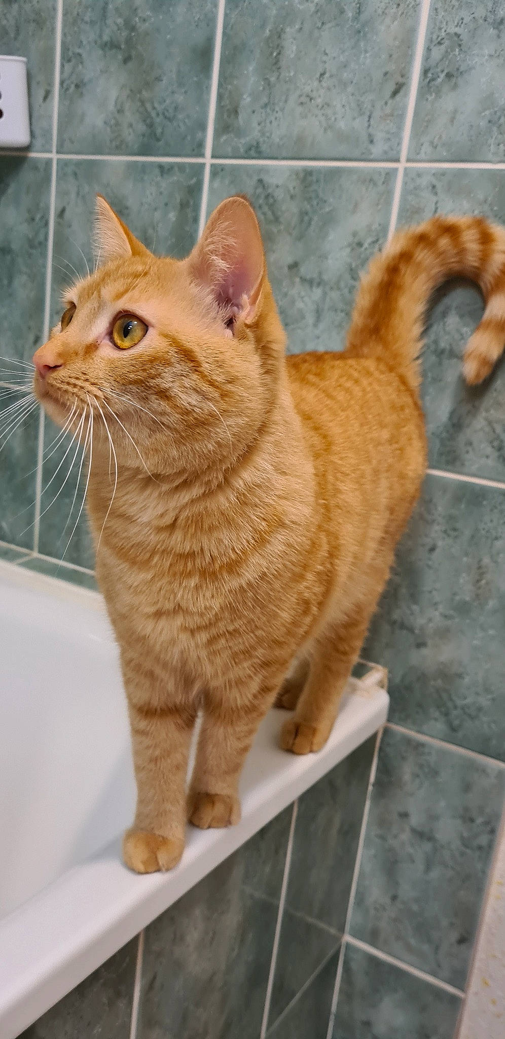 Roocky a rejoint le concours — aidez-le/la à gagner de superbes lots ! art, carnivore, cat, claw, domestic_short_haired_cat, fawn, felidae, flooring, fur, paw, pet_supply, small_to_medium_sized_cats, snout, tail, terrestrial_animal, whiskers, window, wood