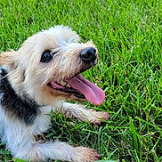 Ace is registered to the contest to win money with this photo: dog, grass, outdoor, pet, happy, tongue_out, small_dog, fluffy, canine, nature, greenery, animal, cute, lying_down, summer, daylight, friendly, mammal, playful, fur