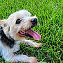 dog, grass, outdoor, pet, happy, tongue_out, small_dog, fluffy, canine, nature, greenery, animal, cute, lying_down, summer, daylight, friendly, mammal, playful, fur