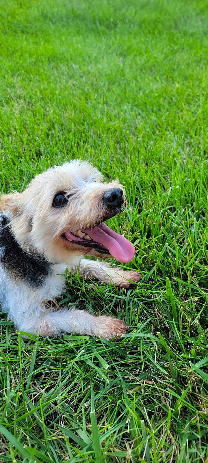 Ace is registered to the contest to win money with this photo: dog, grass, outdoor, pet, happy, tongue_out, small_dog, fluffy, canine, nature, greenery, animal, cute, lying_down, summer, daylight, friendly, mammal, playful, fur