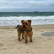 Otomne a rejoint le concours — aidez-le/la à gagner de superbes lots ! animal, beach, canine, cloudy_sky, coast, collar, daytime, dog, fur, landscape, nature, ocean, outdoor, pet, quiet, sand, shore, small_dog, water, waves