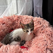 Maïa participe au concours pour gagner de l'argent avec cette photo : kitten, cat, pet, fluffy_bed, pink, white, gray, striped, indoor, window, curtain, soft, cozy, relaxed, fur, cute, small, resting, animal, domestic