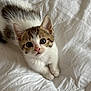 Maïa participe au concours pour gagner de l'argent avec cette photo : kitten, cat, white, brown, fur, animal, pet, cute, young, small, whiskers, ears, face, eyes, nose, paws, bed, blanket, indoor, cozy