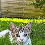 Maïa participe au concours pour gagner de l'argent avec cette photo : cat, kitten, grass, outdoor, pet, animal, feline, greenery, nature, closeup, young, fur, ears, whiskers, eyes, face, resting, sunlight, background_blur, curious