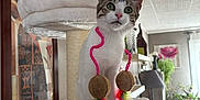 Maïa participe au concours pour gagner de l'argent avec cette photo : cat, kitten, cat_tree, toy, feathers, indoor, pet, furniture, plant, decor, living_room, curious, white, brown, green_eyes, window, light, shelf, painting, cozy