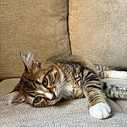 Atlas a rejoint le concours — aidez-le/la à gagner de superbes lots ! animal, beige, cat, closeup, comfort, couch, cute, domestic, feline, fur, indoor, lounging, pet, relaxed, resting, sleepy, soft_texture, tabby, whiskers, white_paws