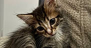 Atlas a rejoint le concours — aidez-le/la à gagner de superbes lots ! animal, cat, companion, couch, cozy, curious, cute, domestic, feline, fluffy, fur, indoor, kitten, paw, pet, relaxed, sleepy, small, tabby, whiskers