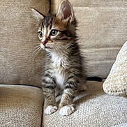 Atlas a rejoint le concours — aidez-le/la à gagner de superbes lots ! kitten, cat, pet, feline, young, curious, whiskers, paws, sitting, couch, beige, fur, animal, indoor, cute, small, soft, texture, portrait, looking