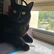 Nala a rejoint le concours — aidez-le/la à gagner de superbes lots ! black_cat, cat, windowsill, window, indoor, paper, notebook, curious, pet, animal, feline, whiskers, ears, eyes, claws, resting, domestic, house, daylight, blurred_background