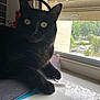 black_cat, cat, windowsill, window, indoor, paper, notebook, curious, pet, animal, feline, whiskers, ears, eyes, claws, resting, domestic, house, daylight, blurred_background