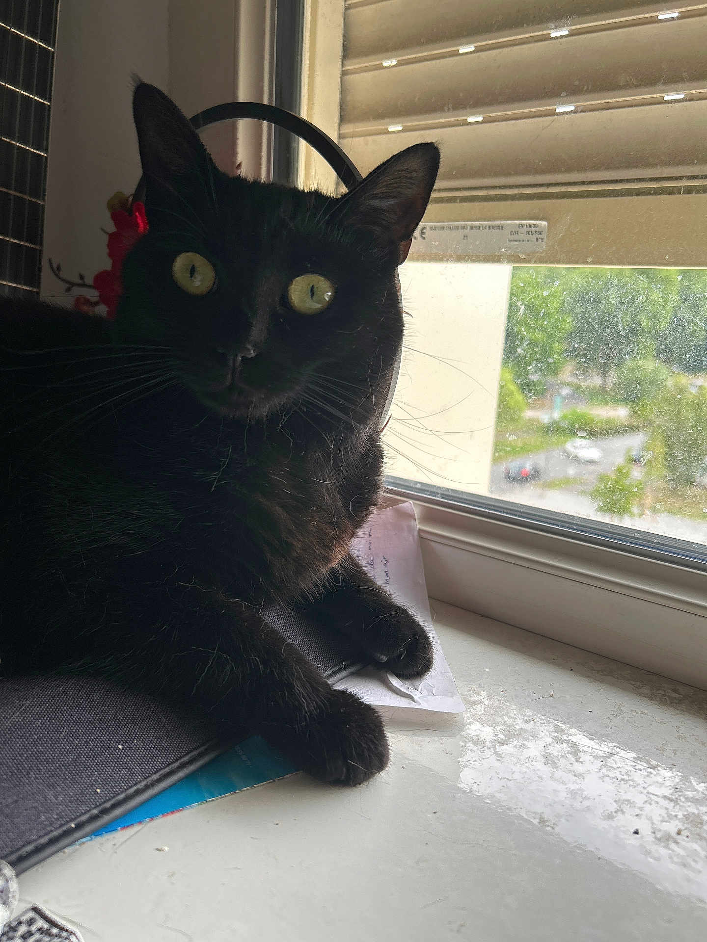 Nala a rejoint le concours — aidez-le/la à gagner de superbes lots ! black_cat, cat, windowsill, window, indoor, paper, notebook, curious, pet, animal, feline, whiskers, ears, eyes, claws, resting, domestic, house, daylight, blurred_background