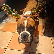 Roxy joined the competition — help win amazing prizes! animal, antlers, boxer, brown, collar, costume, cute, dog, ears, expression, face, festive, floor, indoor, looking, pet, portrait, shadow, tile, white