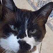 Nini a rejoint le concours — aidez-le/la à gagner de superbes lots ! animal, black_and_white, blue_eyes, cat, close_up, collar, cute, domestic_cat, face, feline, floor, fur, indoor, looking, pattern, pet, portrait, tag, tile, whiskers