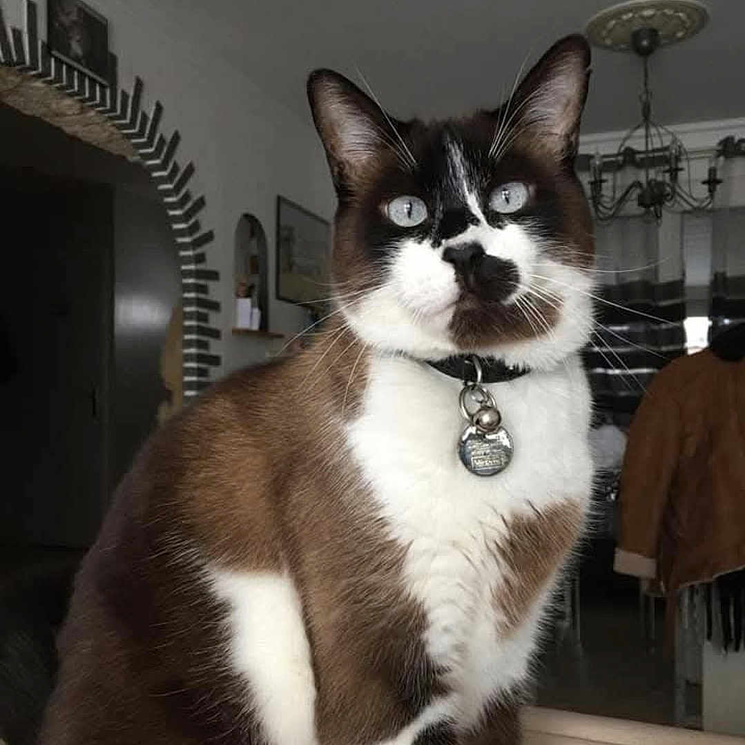 Nini participe au concours pour gagner de l'argent avec cette photo : animal, blue_eyes, brown_fur, cat, chandelier, close_up, coat, collar, curtains, cute, domestic_animal, feline, furniture, indoor, living_room, pet_tag, portrait, sitting, white_fur, window