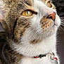 animal, cat, close_up, collar, curious, cute, domestic_animal, face, feline, fur, golden_eyes, indoor, looking_away, mammal, pet, portrait, profile, tabby_cat, tag, whiskers