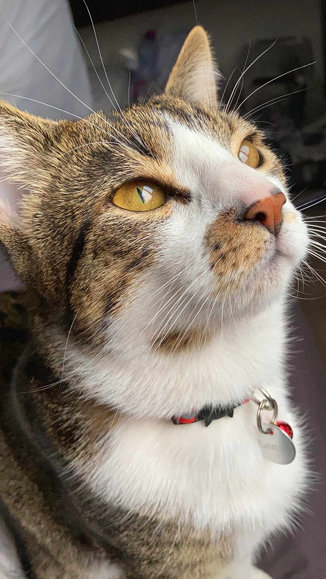 Lenny participe au concours pour gagner de l'argent avec cette photo : animal, cat, close_up, collar, curious, cute, domestic_animal, face, feline, fur, golden_eyes, indoor, looking_away, mammal, pet, portrait, profile, tabby_cat, tag, whiskers