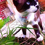 Diego participe au concours pour gagner de l'argent avec cette photo :