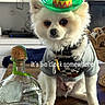 dog, sombrero, hat, tequila_bottle, table, indoor, pet, white_fur, small_dog, clothing, collar, keychain, wooden_surface, decor, background, funny, text_overlay, party, drink, animal