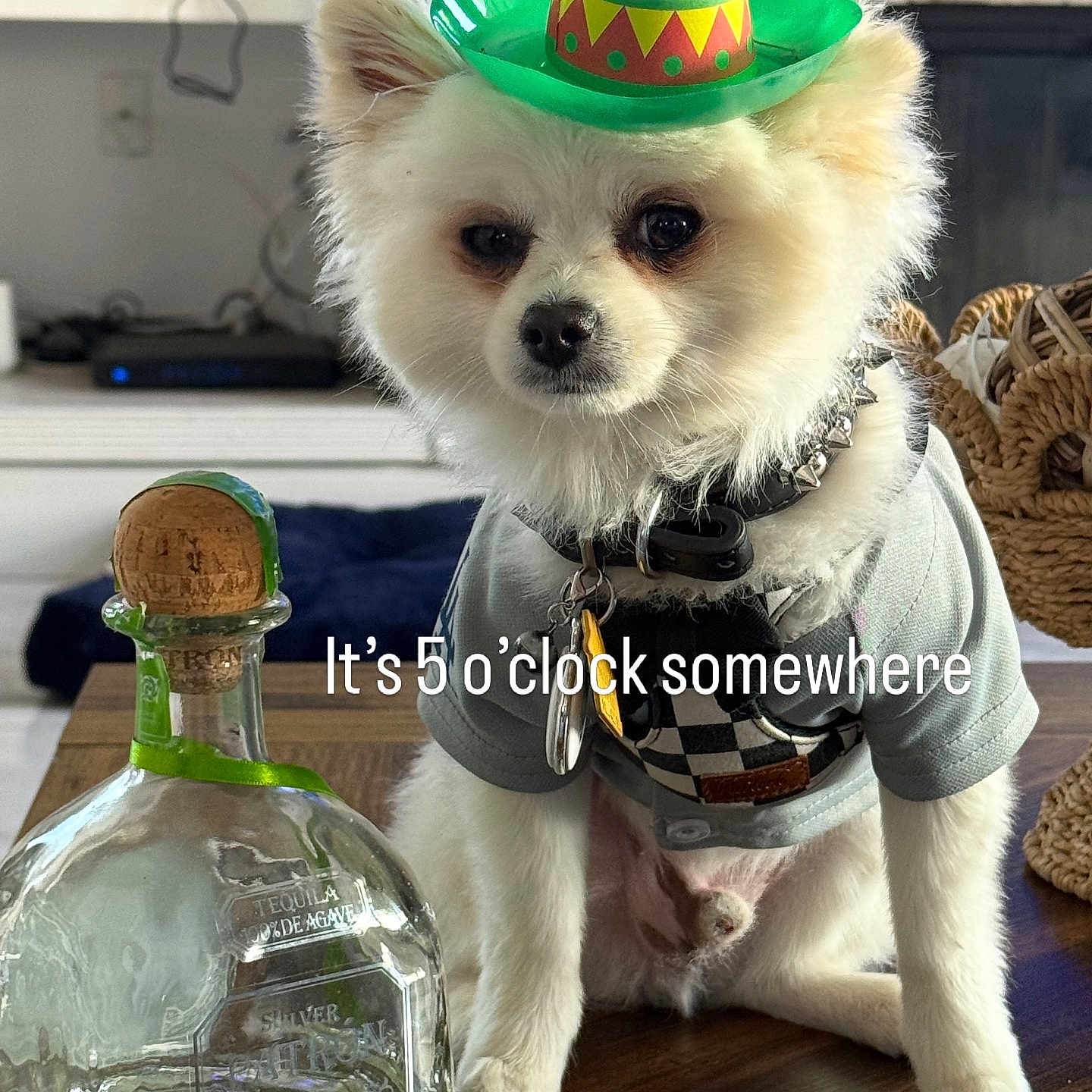 Sasquatch is registered to the contest to win money with this photo: dog, sombrero, hat, tequila_bottle, table, indoor, pet, white_fur, small_dog, clothing, collar, keychain, wooden_surface, decor, background, funny, text_overlay, party, drink, animal