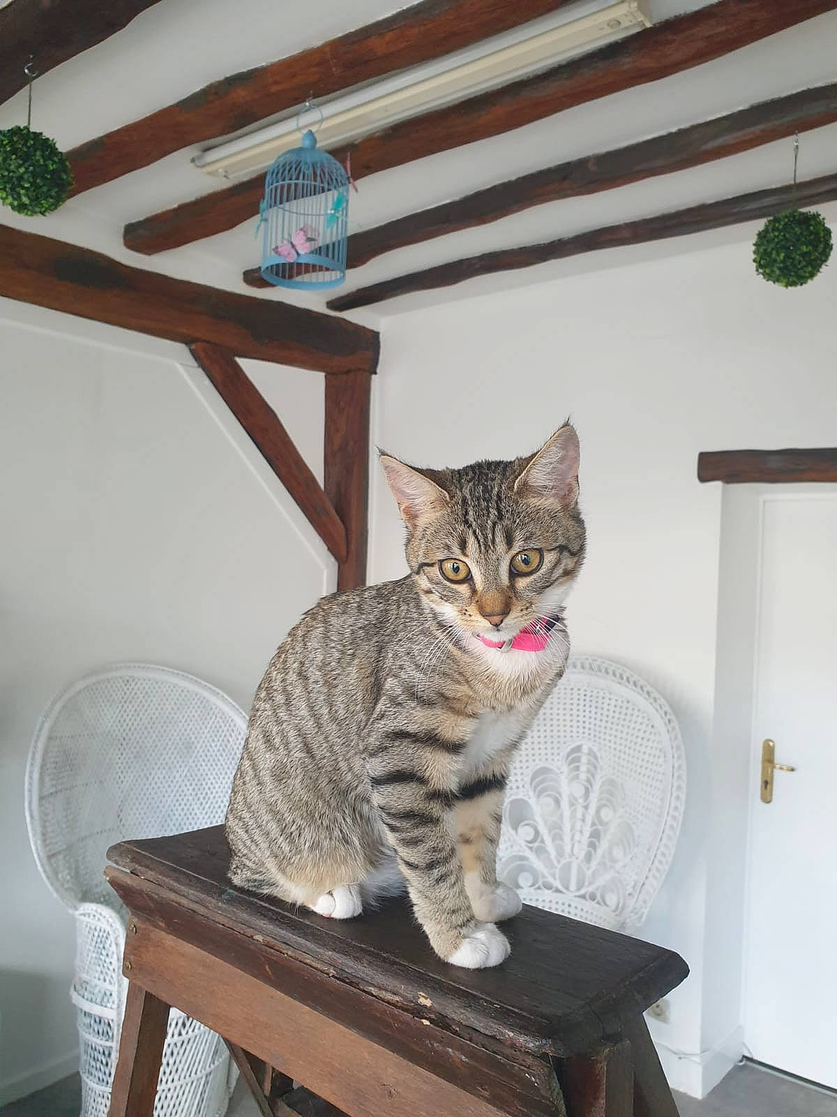 Dounia a rejoint le concours — aidez-le/la à gagner de superbes lots ! aegean_cat, american_shorthair, asian, california_spangled, carnivore, cat, domestic_short_haired_cat, dragon_li, egyptian_mau, european_shorthair, felidae, ocicat, pixie_bob, polydactyl_cat, small_to_medium_sized_cats, tabby_cat, table, toyger, whiskers