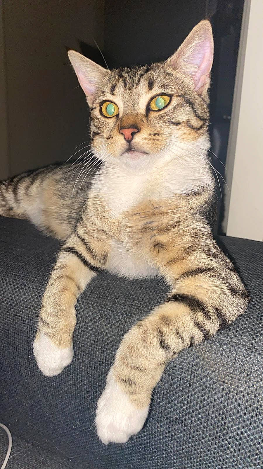 Dounia participe au concours pour gagner de l'argent avec cette photo : aegean_cat, american_shorthair, american_wirehair, asian, australian_mist, california_spangled, carnivore, cat, domestic_short_haired_cat, dragon_li, egyptian_mau, european_shorthair, felidae, kitten, mammal, pixie_bob, small_to_medium_sized_cats, tabby_cat, vertebrate, whiskers