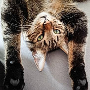 Payet a rejoint le concours — aidez-le/la à gagner de superbes lots ! cat, tabby, green_eyes, paws, stretching, upside_down, whiskers, fur, pet, animal, cute, closeup, indoor, relaxed, sleepy, soft, adorable, mammal, face, nose