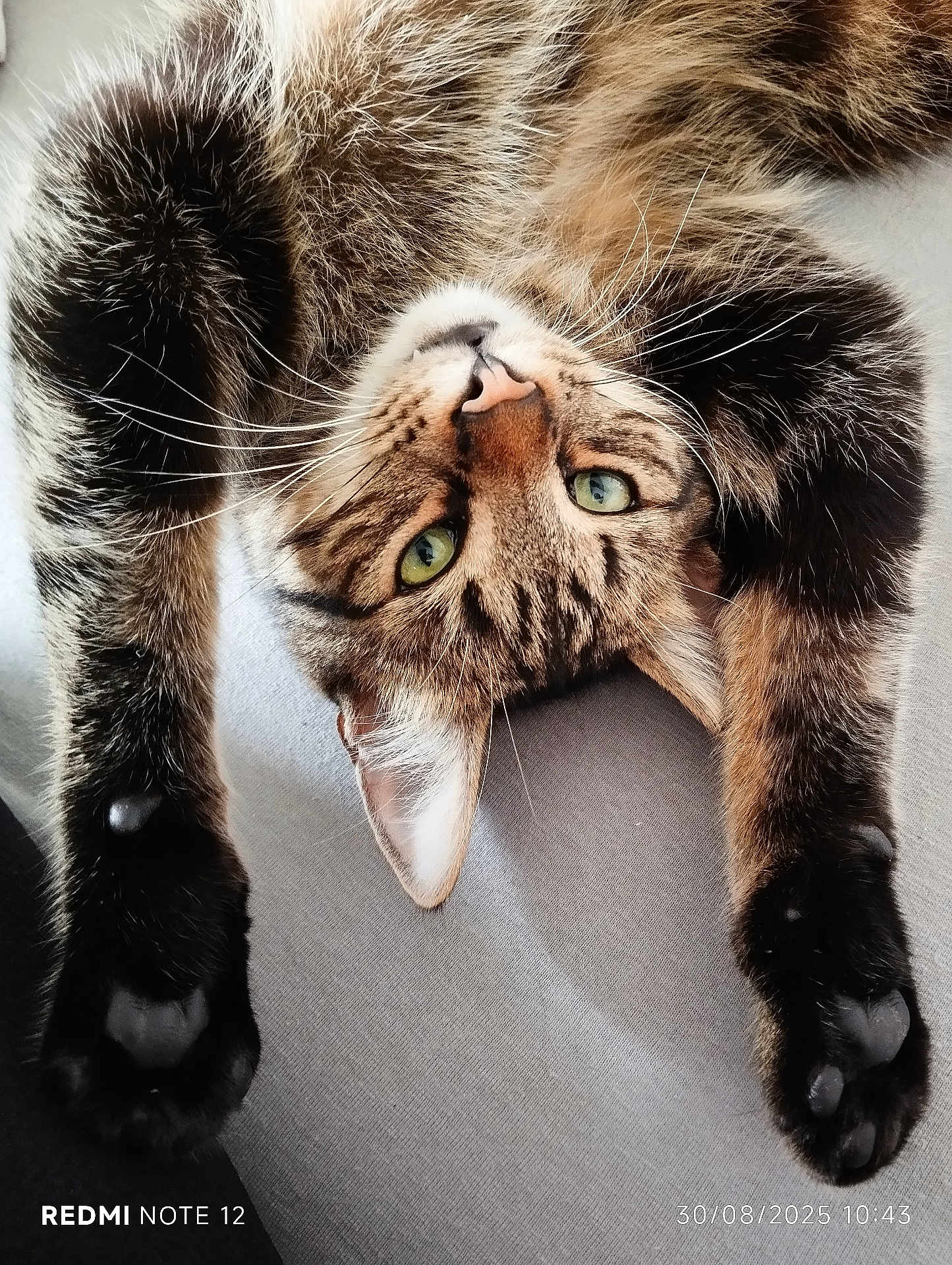Payet a rejoint le concours — aidez-le/la à gagner de superbes lots ! cat, tabby, green_eyes, paws, stretching, upside_down, whiskers, fur, pet, animal, cute, closeup, indoor, relaxed, sleepy, soft, adorable, mammal, face, nose