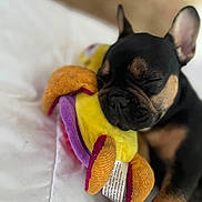 Joli is registered to the contest to win money with this photo: adorable, bed, black_fur, brown_fur, close_up, cozy, cute, dog, french_bulldog, indoor, paw, pet, plush_toy, puppy, quilt, relaxed, resting, sleeping, soft, toy