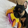 adorable, bed, black_fur, brown_fur, close_up, cozy, cute, dog, french_bulldog, indoor, paw, pet, plush_toy, puppy, quilt, relaxed, resting, sleeping, soft, toy