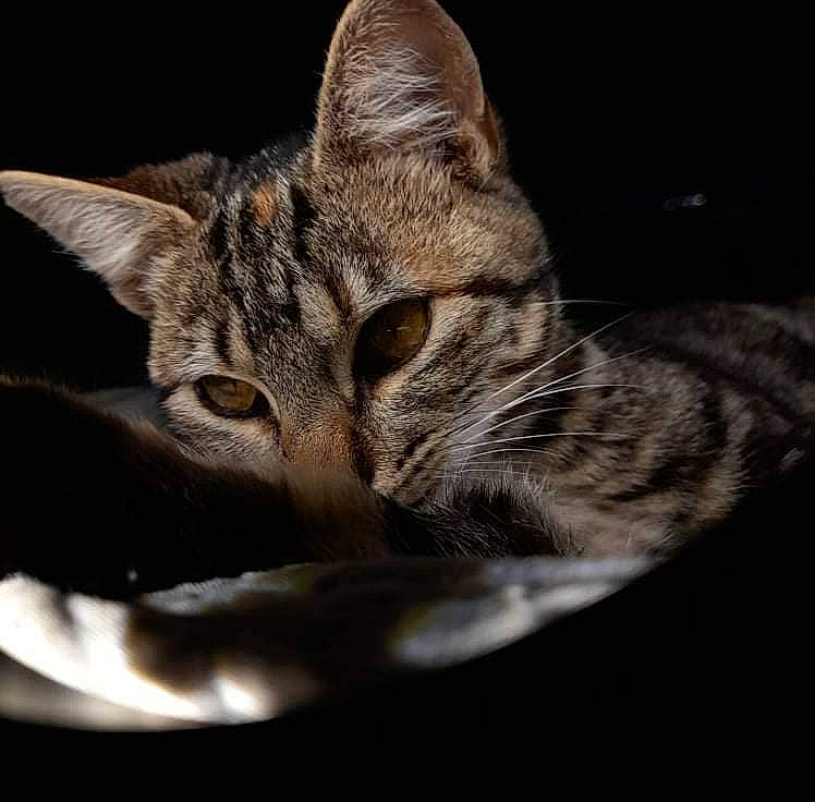 Tokyo a rejoint le concours — aidez-le/la à gagner de superbes lots ! carnivore, cat, cat_supply, claw, darkness, domestic_short_haired_cat, felidae, fur, paw, small_to_medium_sized_cats, snout, still_life_photography, terrestrial_animal, whiskers, wildlife, window